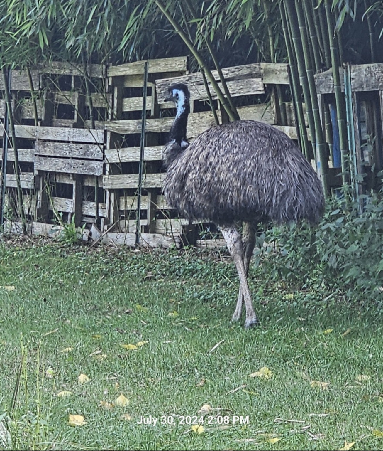Emu standing near bamboo