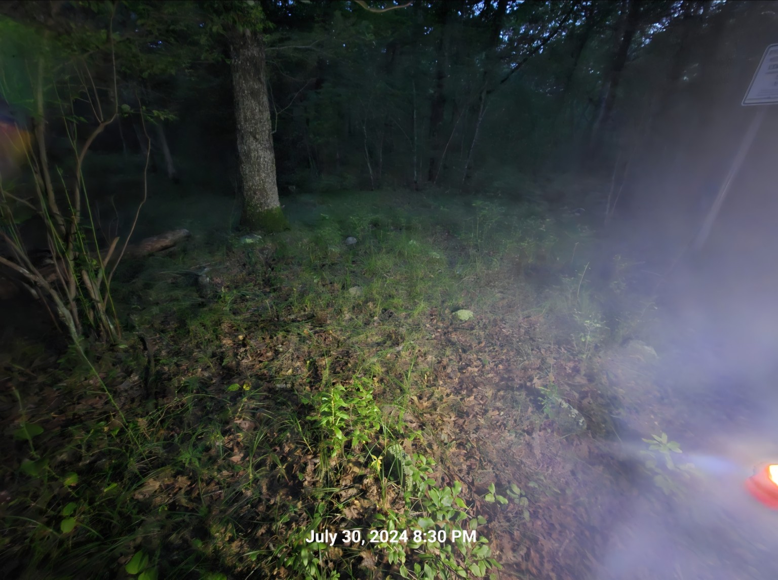 Second wooded campground evening photograph