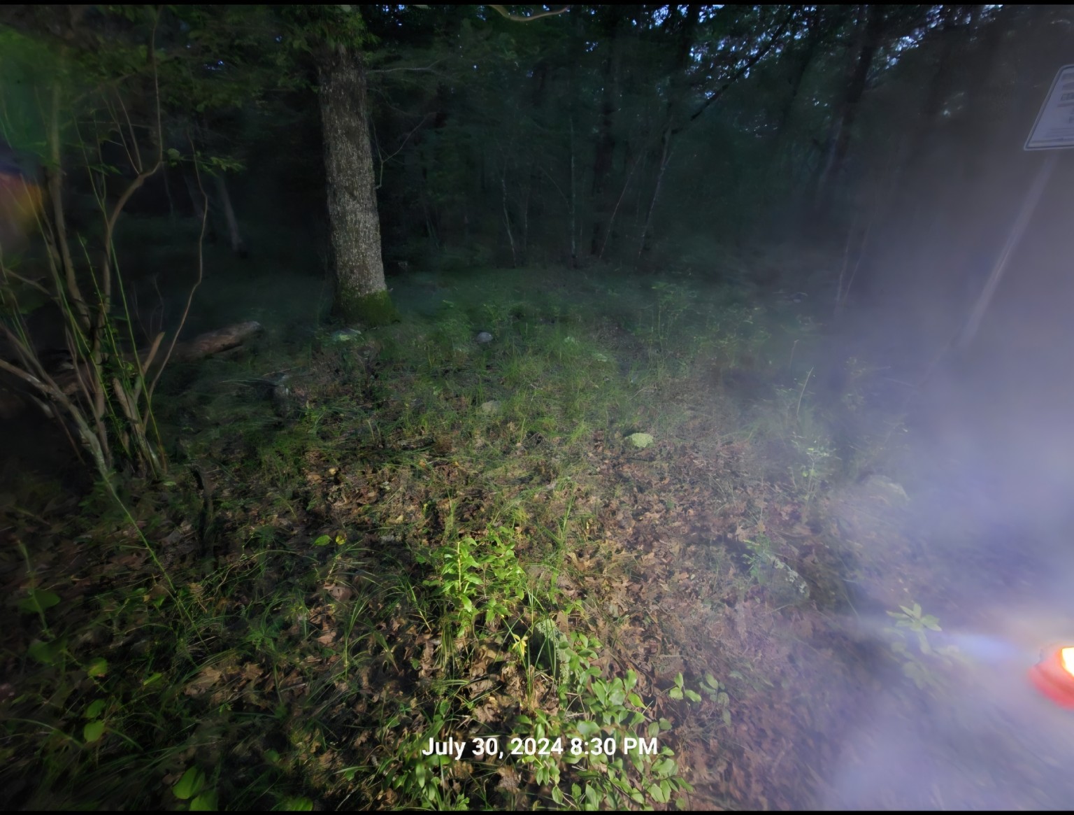 Wooded campground area during an evening walk