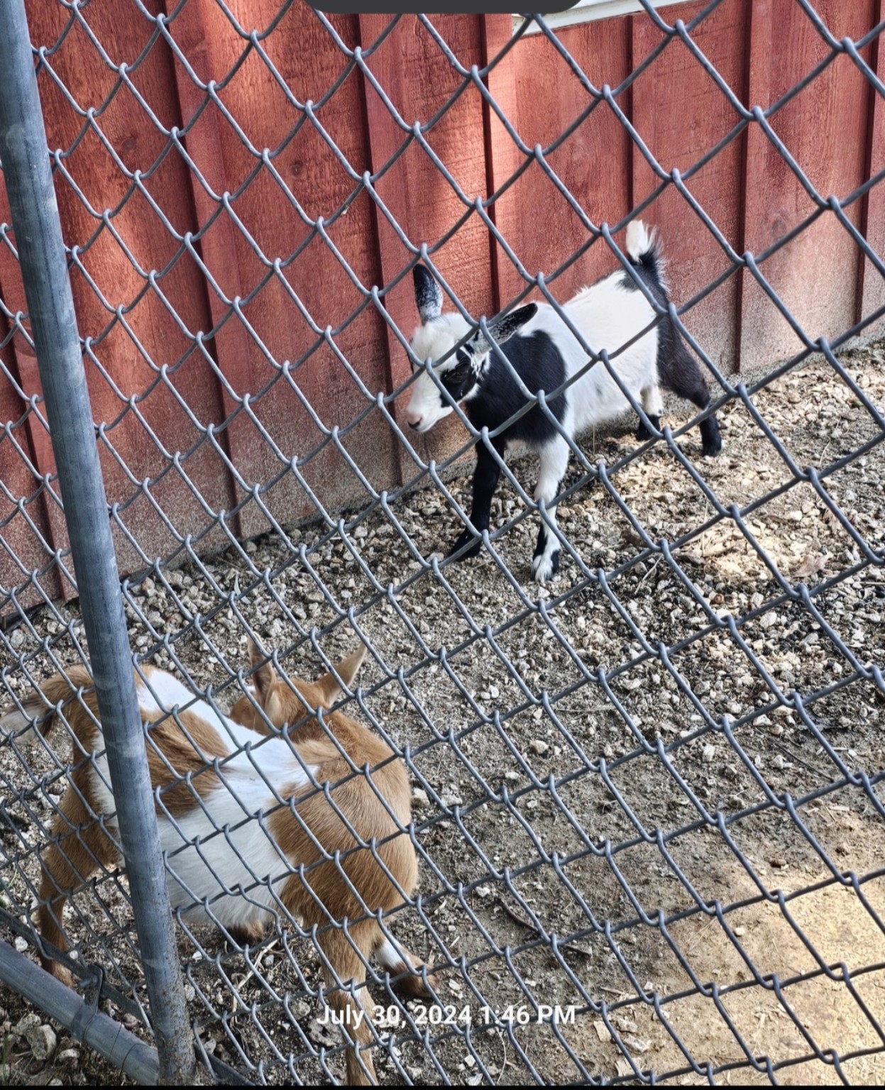 Two young goats behind a fence