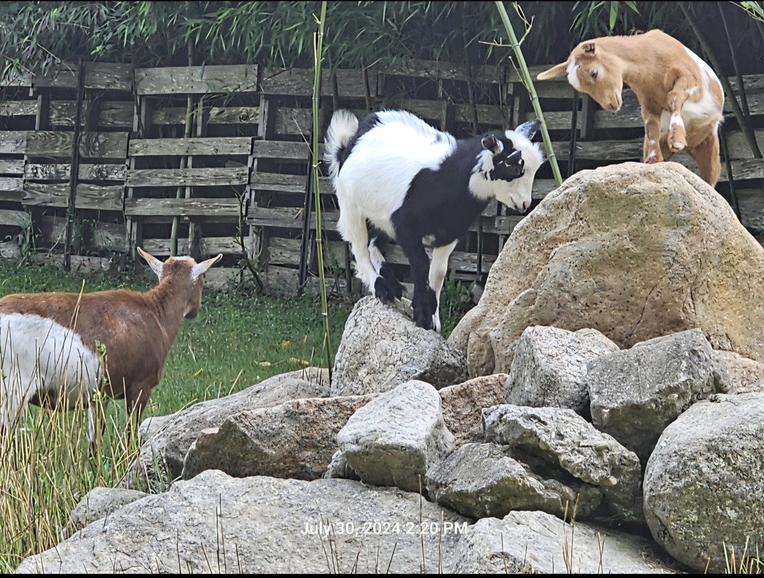 Three goats climbing rocks