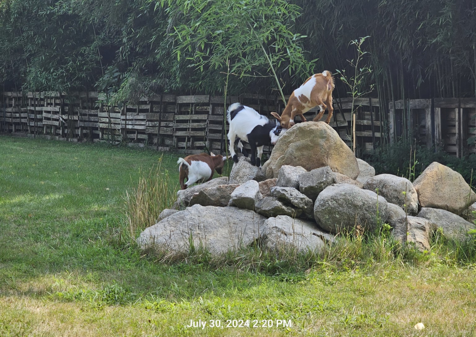 Wide view of goats on a rock pile