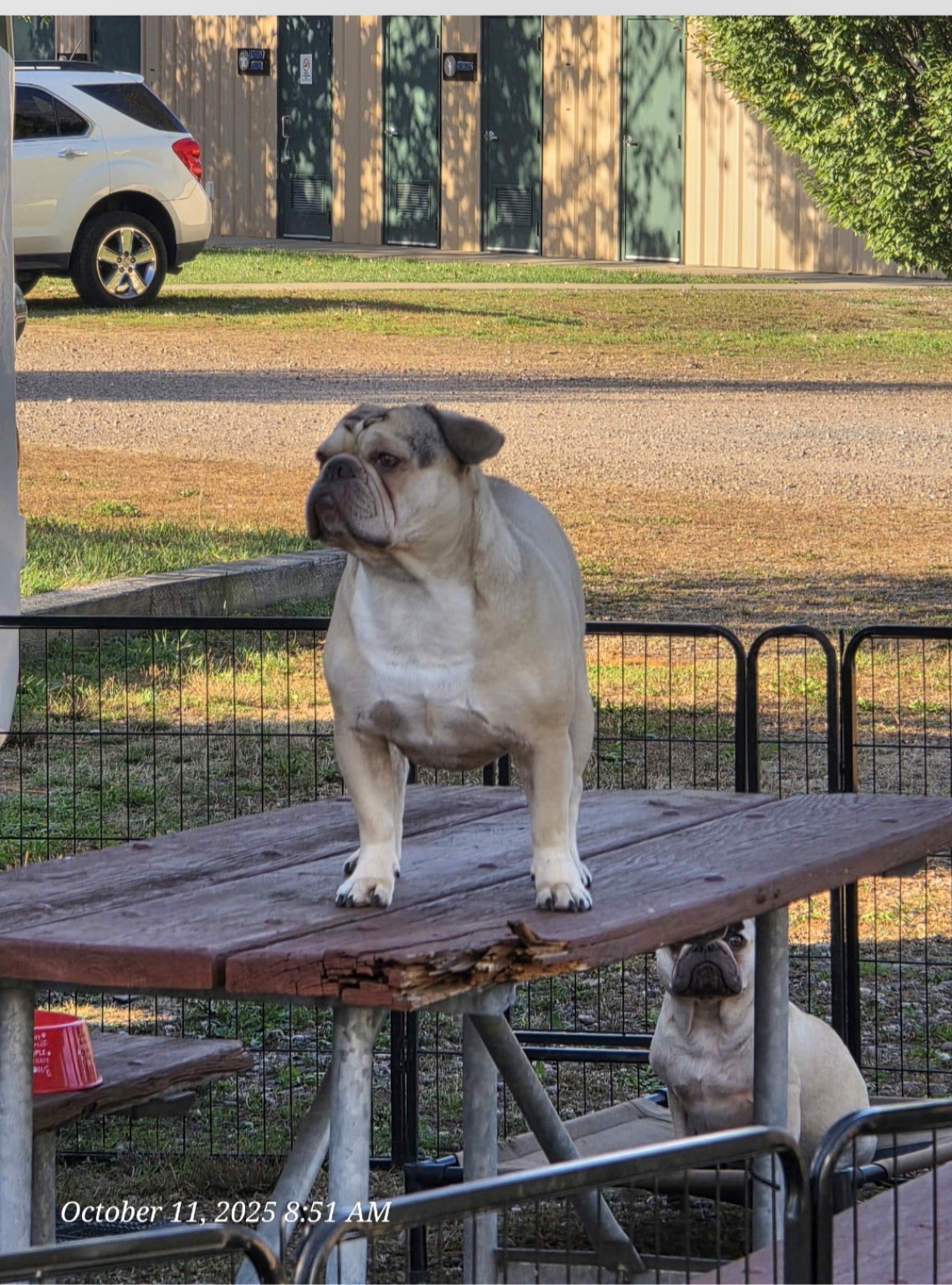 Two bulldogs from the neighboring campsite at Lake Compounce Campground