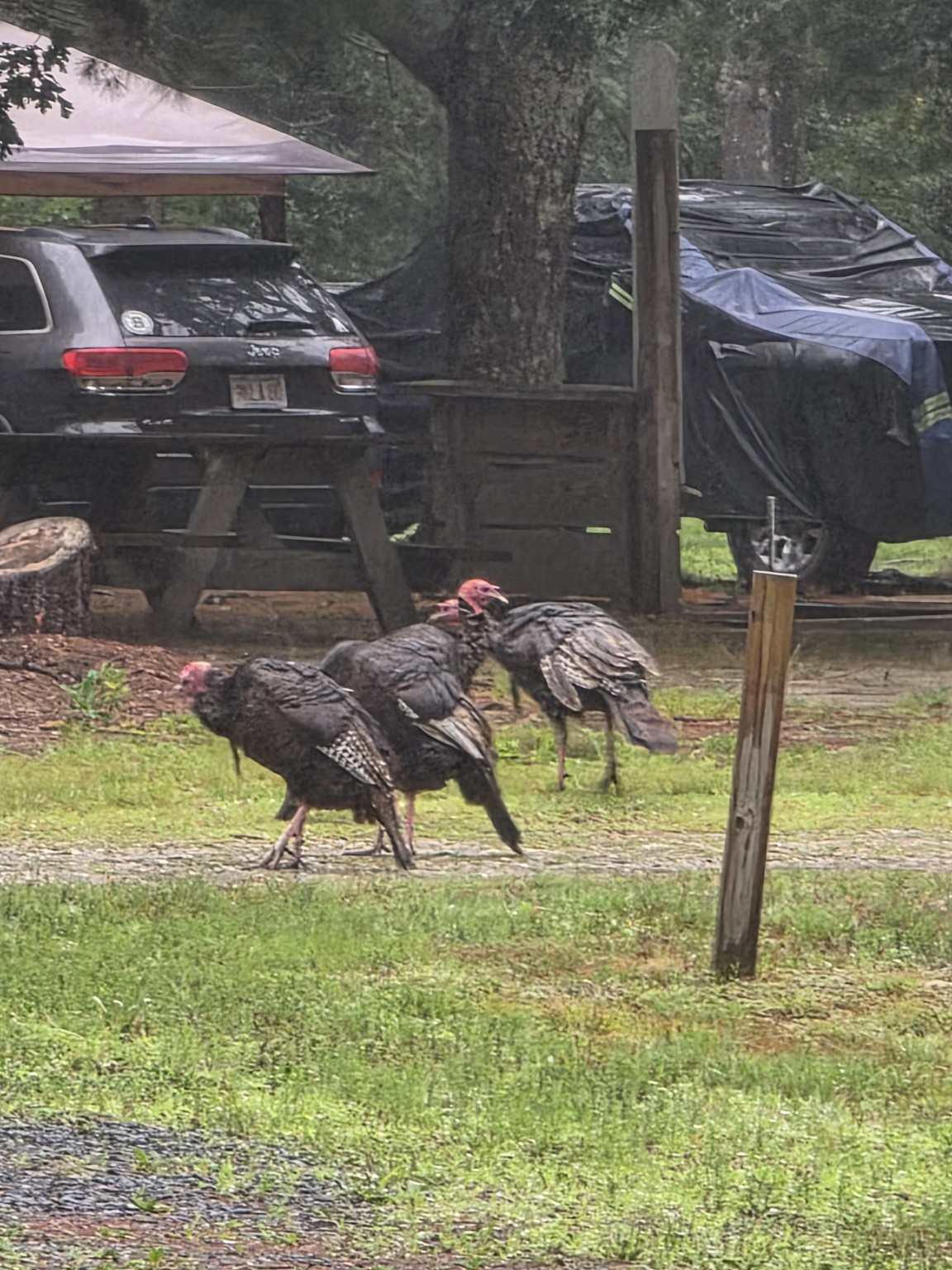 Wild turkeys walking through Sandy Pond Campground