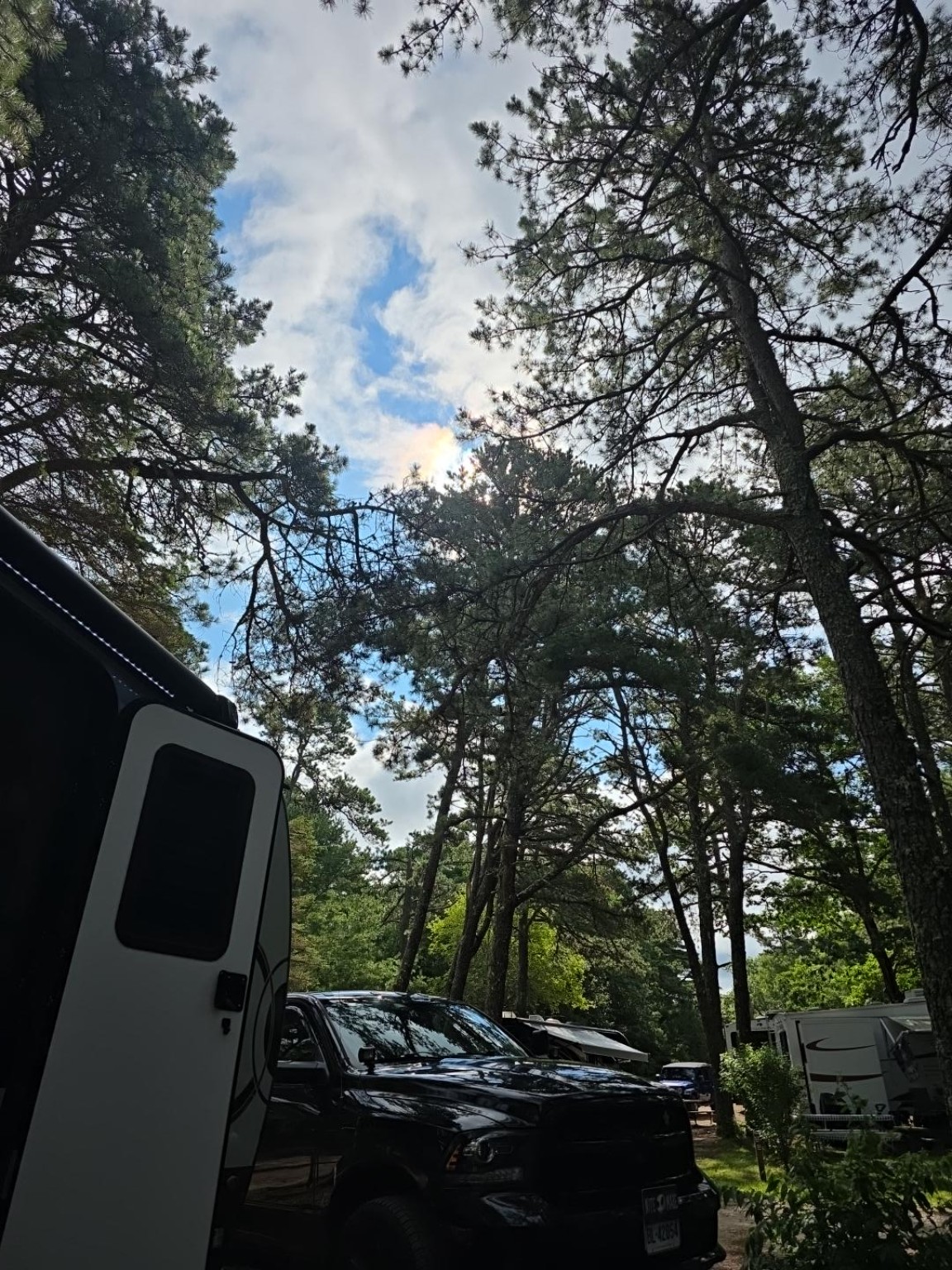 Sun and blue sky appearing through tall pine trees at the campsite