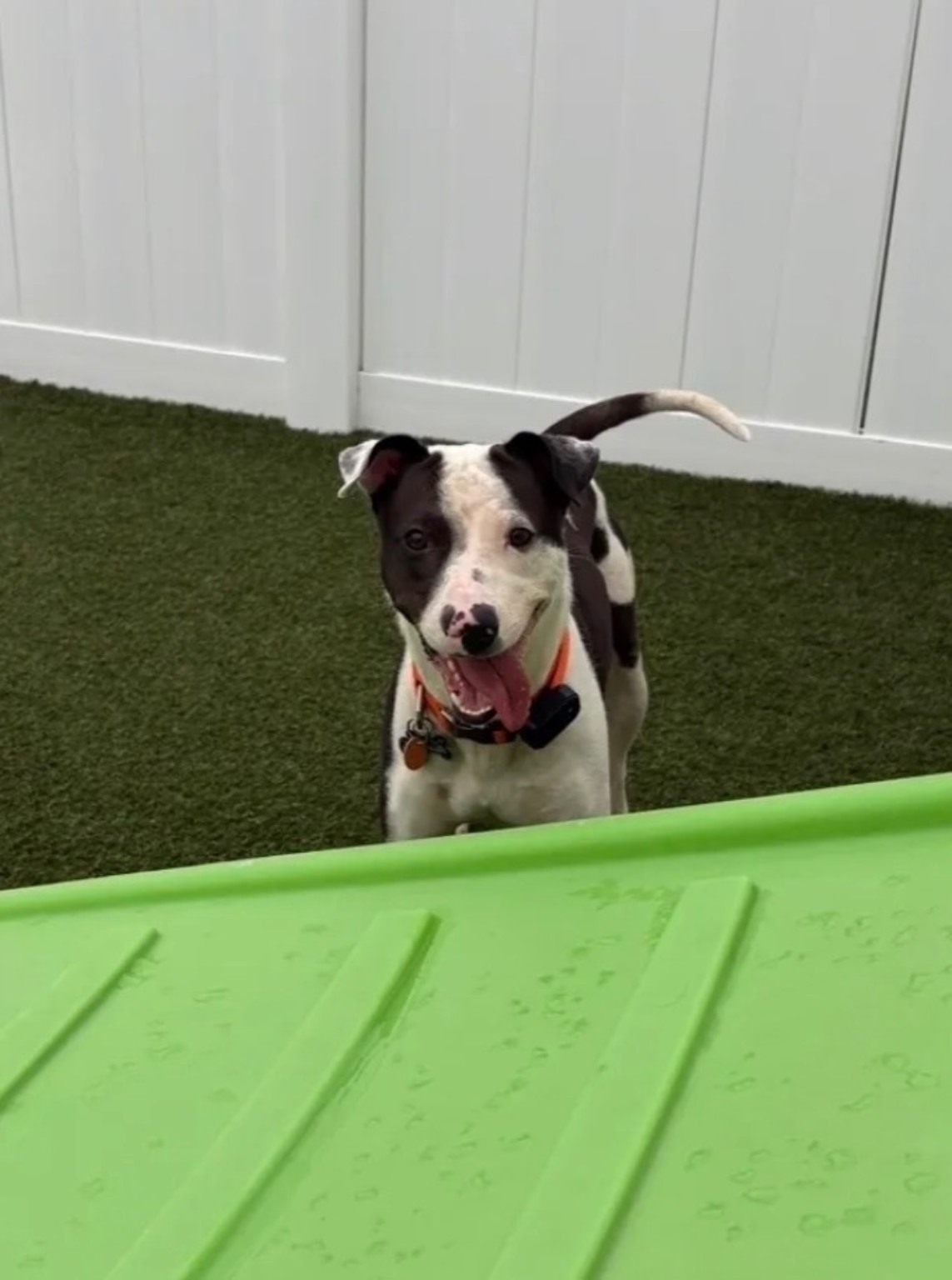 Stewie smiling and playing during his vacation at Central Bark in Connecticut